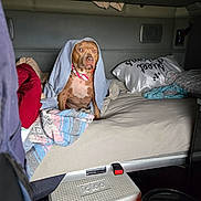 Cinnamon joined the competition — help win amazing prizes! dog, bed, blanket, pillow, collar, indoor, brown_dog, cooler, bucket, fabric, furniture, resting, pet, animal, blanket_over_head, wide_eyed, casual, messy, cozy, indoor_lighting