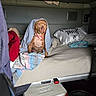dog, bed, blanket, pillow, collar, indoor, brown_dog, cooler, bucket, fabric, furniture, resting, pet, animal, blanket_over_head, wide_eyed, casual, messy, cozy, indoor_lighting