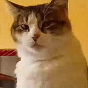 Neige a rejoint le concours — aidez-le/la à gagner de superbes lots ! abyssinian, angora, animal, bodypart, cat, chair, face, furniture, head, kitten, manx, mouth, person, pet, photography, plant, portrait, pottedplant, siamese, white