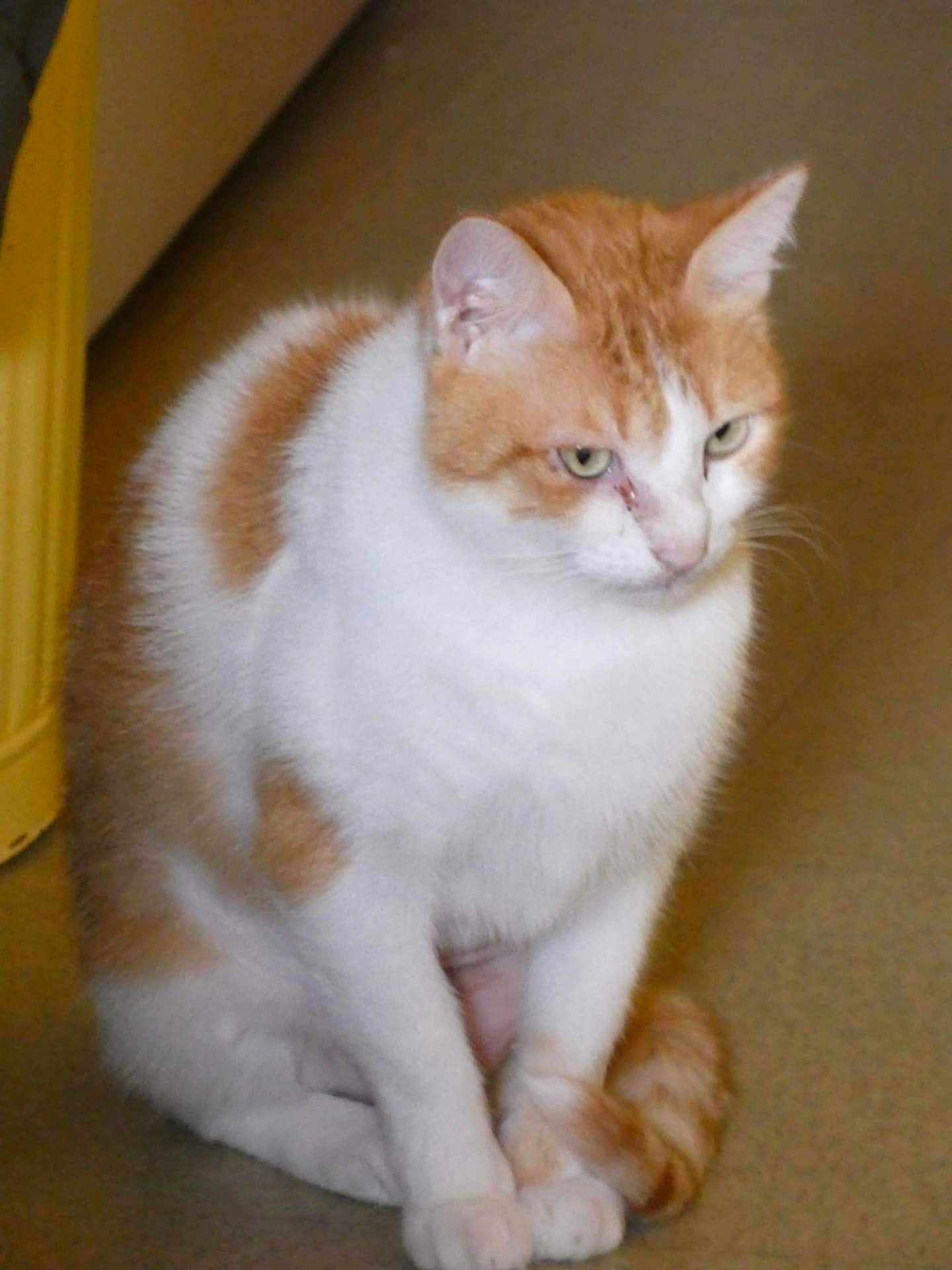 Timimi a rejoint le concours — aidez-le/la à gagner de superbes lots ! animal, cat, chubby, cute, domestic, ears, feline, floor, fur, fur_pattern, indoor, looking_away, orange_and_white, paws, pet, portrait, sitting, tail, whiskers, yellow_object