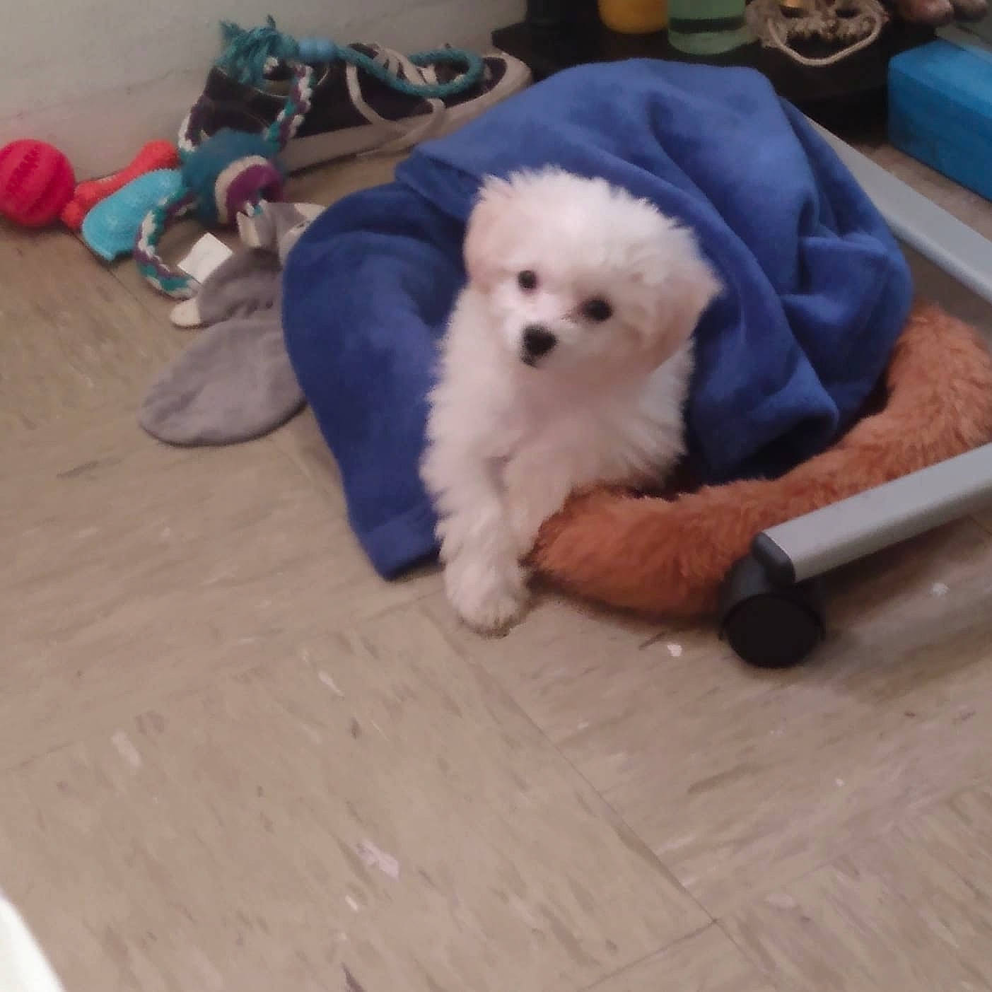 Charlie is registered to the contest to win money with this photo: bichon, canidae, carmine, carnivore, comfort, companion_dog, dog, dog_breed, dog_supply, flooring, fur, mammal, sitting, small_terrier, spitz, sporting_group, terrier, toy_dog, vertebrate, working_animal