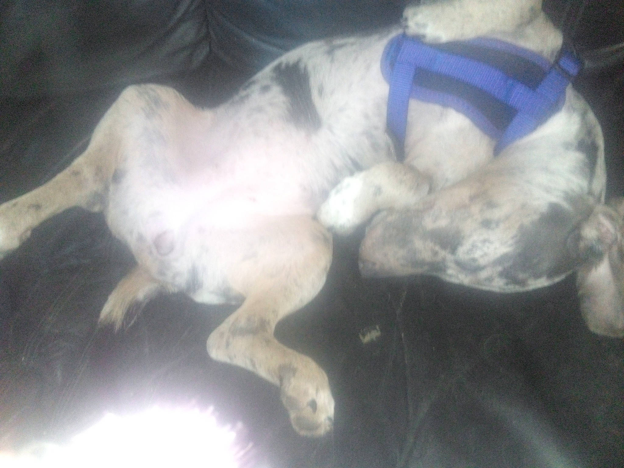 Soraya joined the competition — help win amazing prizes! art, canidae, carnivore, claw, companion_dog, dog, dog_breed, felidae, fur, paw, reptile, sky, snout, sporting_group, tail, terrestrial_animal, underwater, wildlife, wing, working_animal