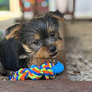 Aria a rejoint le concours — aidez-le/la à gagner de superbes lots ! puppy, dog, toy, rope, blue, colorful, cute, fur, black, brown, pet, animal, outdoor, closeup, playful, resting, wood, floor, knotted_rope, curious