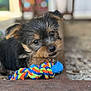 puppy, dog, toy, rope, blue, colorful, cute, fur, black, brown, pet, animal, outdoor, closeup, playful, resting, wood, floor, knotted_rope, curious