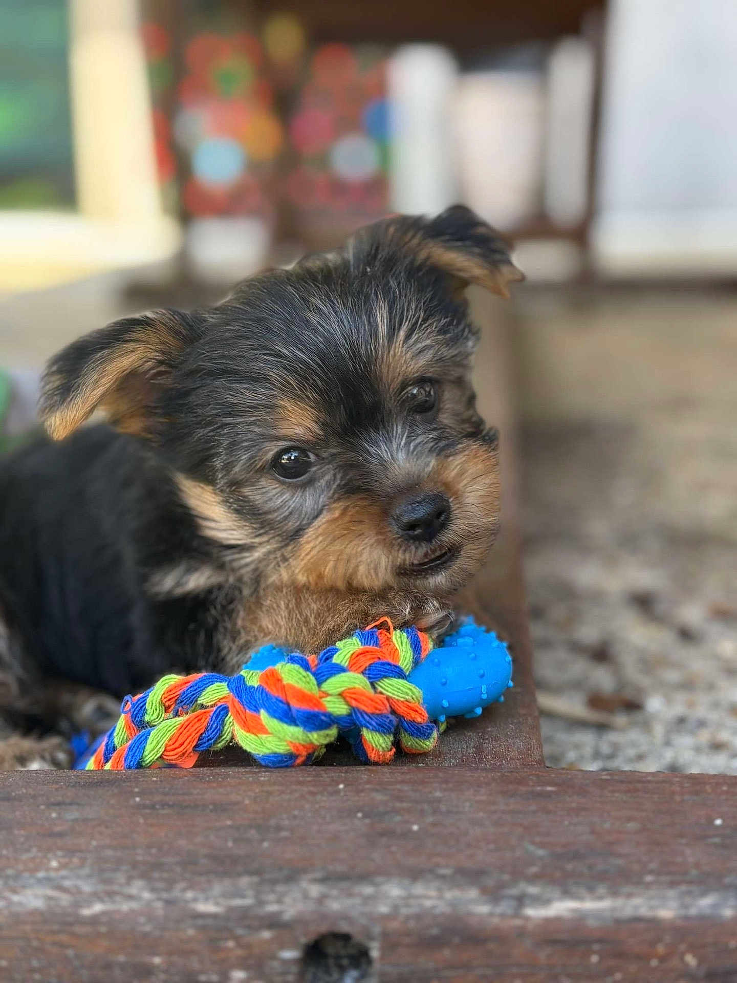 Aria a rejoint le concours — aidez-le/la à gagner de superbes lots ! puppy, dog, toy, rope, blue, colorful, cute, fur, black, brown, pet, animal, outdoor, closeup, playful, resting, wood, floor, knotted_rope, curious