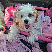Ziva is registered to the contest to win money with this photo: puppy, dog, pet_carrier, pink, blanket, cozy, fur, cute, happy, smiling, indoor, seat, car, toy, fabric, comfort, animal, small_dog, fur_texture, resting