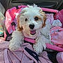 puppy, dog, pet_carrier, pink, blanket, cozy, fur, cute, happy, smiling, indoor, seat, car, toy, fabric, comfort, animal, small_dog, fur_texture, resting