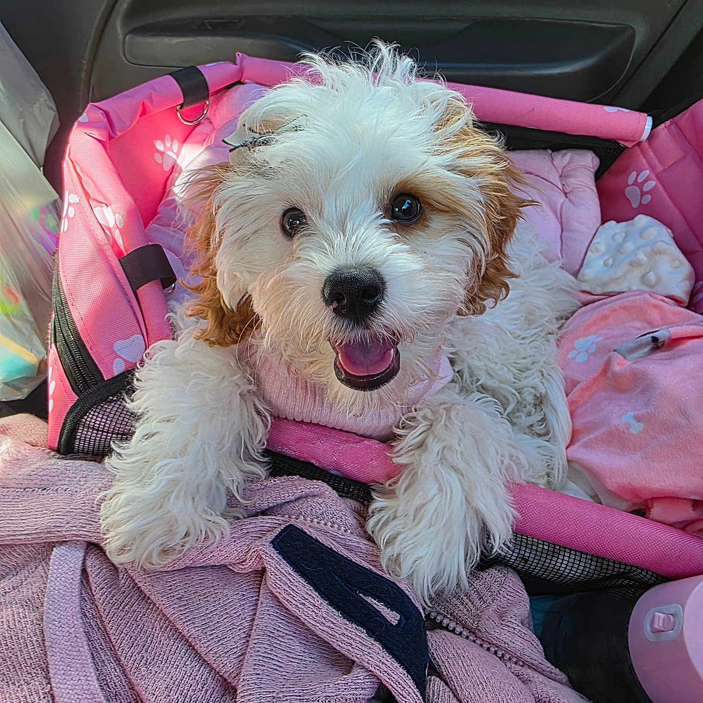 Ziva is registered to the contest to win money with this photo: animal, blanket, car, comfort, cozy, cute, dog, fabric, fur, fur_texture, happy, indoor, pet_carrier, pink, puppy, resting, seat, small_dog, smiling, toy