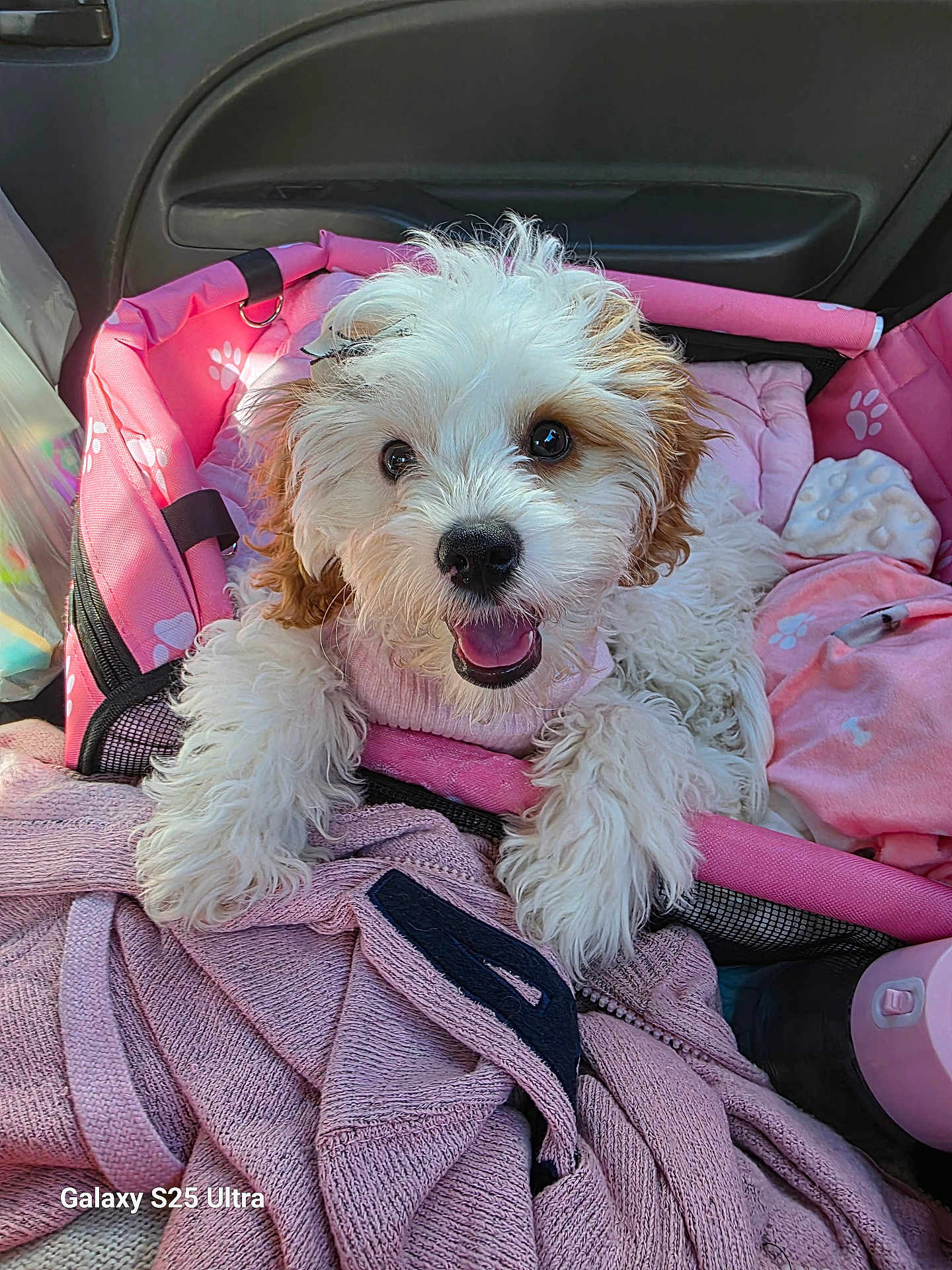 Ziva