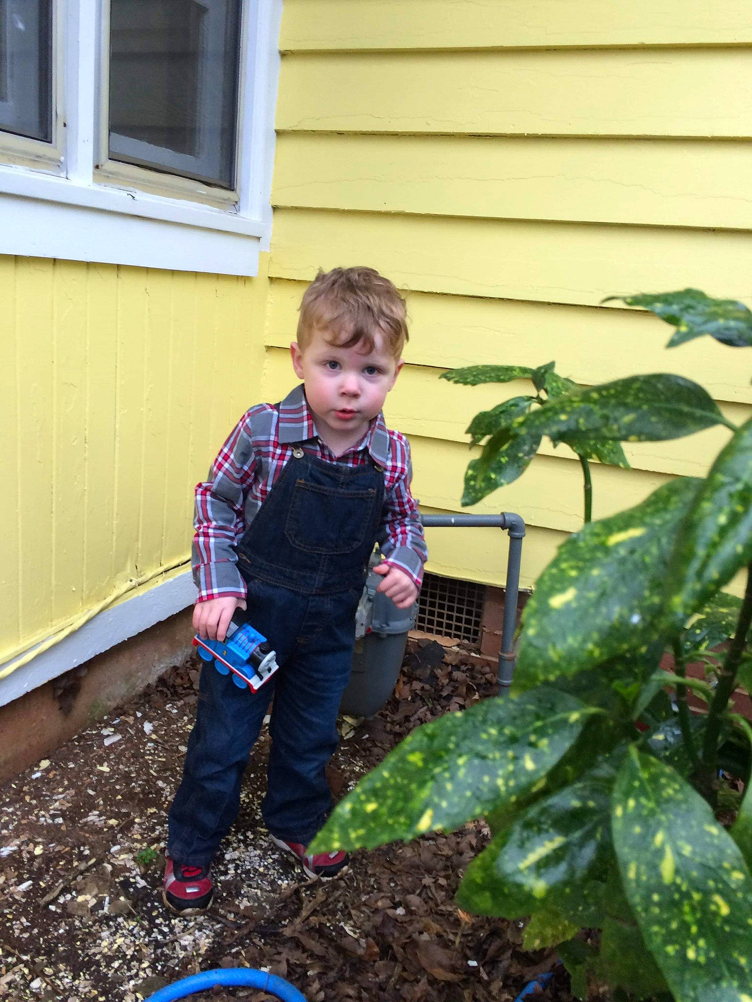 Titus joined the competition — help win amazing prizes! adaptation, backyard, child, compost, flower, garden, home, leaf, person, plant, soil, toddler, tree, winter, yard