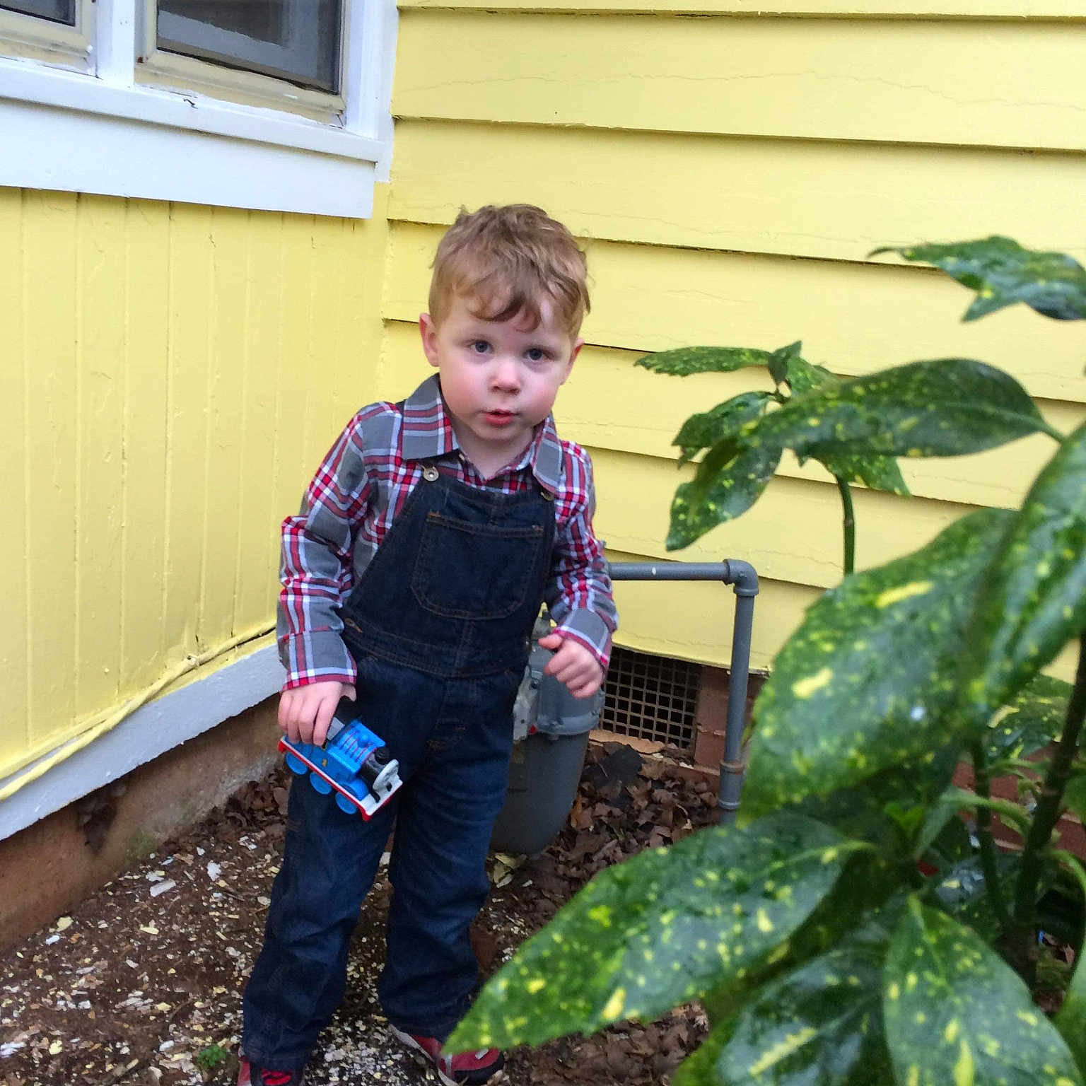 Titus joined the competition — help win amazing prizes! adaptation, backyard, child, compost, flower, garden, home, leaf, person, plant, soil, toddler, tree, winter, yard