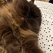 Zuma joined the competition — help win amazing prizes! cat, fluffy, brown, sleeping, close_up, whiskers, fur, polka_dot, fabric, relaxed, indoor, cozy, pet, animal, cute, resting, soft, home, comfort, lying_down