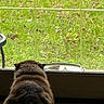 Zuma is registered to the contest to win money with this photo: cat, fluffy, window, grass, indoor, animal, pet, back_view, nature, curiosity, daylight, feline, quiet, resting, domestic, greenery, looking_out, peaceful, home, floor
