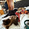 Zuma joined the competition — help win amazing prizes! cat, bed, blanket, furniture, indoor, door, clothing, shelf, coat, bag, wood, pattern, animal, pet, resting, furry, domestic, comfort, casual, relaxation