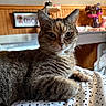 Coco joined the competition — help win amazing prizes! cat, tabby, indoor, bed, blanket, polka_dot, furniture, vase, flowers, wood_paneling, pet, animal, relaxed, close_up, whiskers, ears, face, paw, curious, domestic