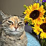 Coco joined the competition — help win amazing prizes! cat, tabby, feline, flower_bouquet, sunflowers, yellow_flowers, purple_flowers, indoor, quilted_blanket, pet, animal, closeup, portrait, relaxed, whiskers, fur, green_eyes, ears, paws, background