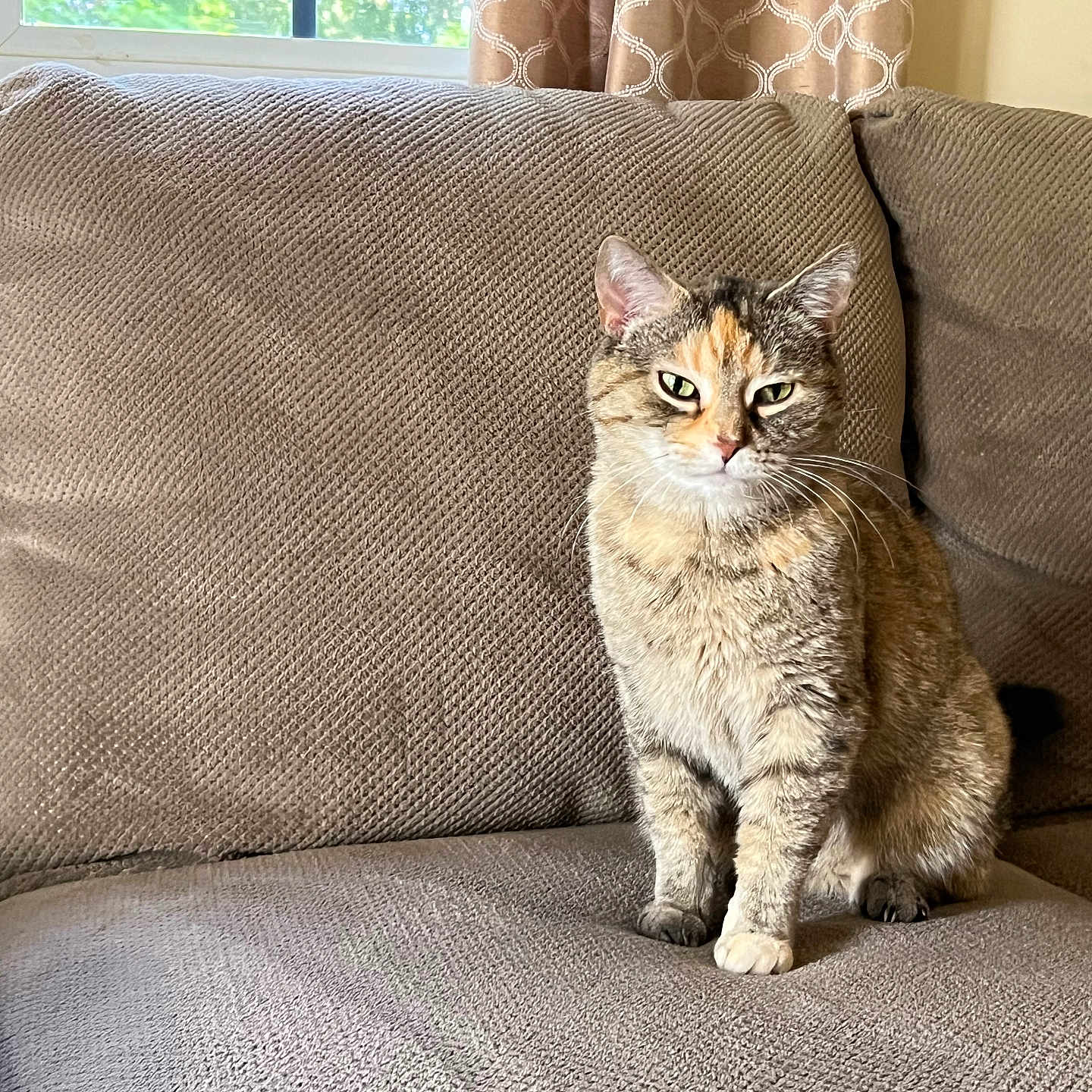 Coco is registered to the contest to win money with this photo: cat, tabby_cat, feline, pet, indoor, couch, furniture, beige, texture, window, curtains, greenery, animal, sitting, portrait, calm, looking_at_camera, cozy, domestic, whiskers