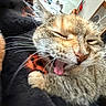 cat, tabby, yawning, close_up, whiskers, tongue, fur, pet, domestic_animal, sleepy, cozy, blanket, indoor, feline, animal, cute, resting, comfort, mammal, home