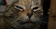 Coco joined the competition — help win amazing prizes! cat, close_up, whiskers, sleepy, tongue_out, pet, feline, fur, animal, indoor, cute, face, expression, blurred_background, tabby, domestic_cat, portrait, muzzle, ears, nostrils