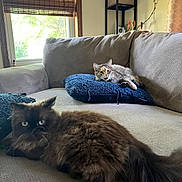 Coco joined the competition — help win amazing prizes! cat, cats, couch, living_room, window, pillow, brown_cat, tabby_cat, indoor, pet, furniture, relaxing, fluffy, curious, natural_light, cozy, home, animal, resting, domestic