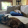 cat, cats, couch, living_room, window, pillow, brown_cat, tabby_cat, indoor, pet, furniture, relaxing, fluffy, curious, natural_light, cozy, home, animal, resting, domestic