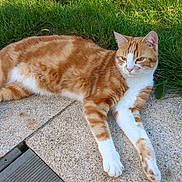 Ulysse a rejoint le concours — aidez-le/la à gagner de superbes lots ! cat, tabby, orange_cat, white_cat, pet, animal, outdoor, grass, stone_patio, relaxed, lying_down, sunlight, nature, mammal, whiskers, feline, paw, ears, fur, daytime