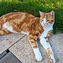 cat, tabby, orange_cat, white_cat, pet, animal, outdoor, grass, stone_patio, relaxed, lying_down, sunlight, nature, mammal, whiskers, feline, paw, ears, fur, daytime