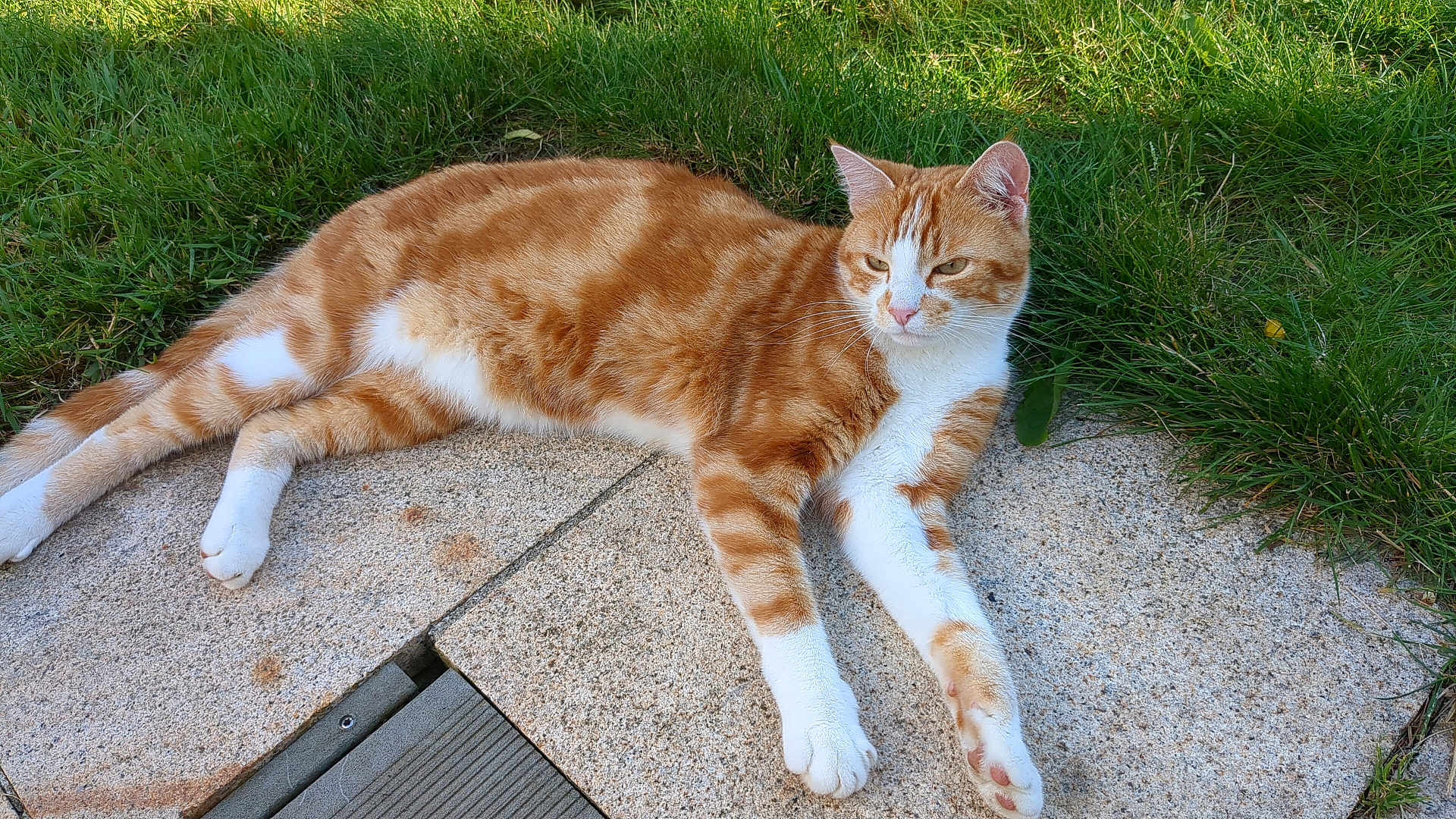 Ulysse a rejoint le concours — aidez-le/la à gagner de superbes lots ! cat, tabby, orange_cat, white_cat, pet, animal, outdoor, grass, stone_patio, relaxed, lying_down, sunlight, nature, mammal, whiskers, feline, paw, ears, fur, daytime