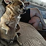 dog, small_dog, sitting, couch, man, indoor, living_room, furniture, person, shorts, food, eating, glasses, window, curtains, carpet, pet, relaxing, casual, brown