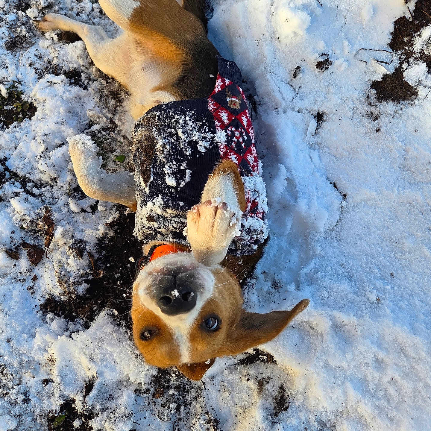 Athèna a rejoint le concours — aidez-le/la à gagner de superbes lots ! animal, canine, cold, collar, cute, dog, ears, festive_sweater, fur, ground, happy, lying_down, nature, nose, outdoor, paw, pet, playful, snow, winter