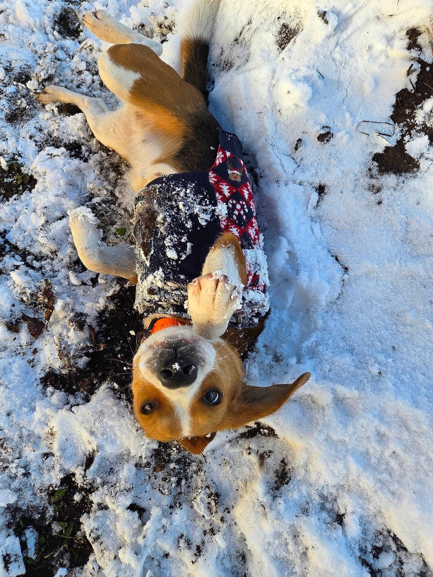 Athèna a rejoint le concours — aidez-le/la à gagner de superbes lots ! dog, snow, playful, festive_sweater, outdoor, winter, animal, canine, fur, cold, nature, pet, cute, happy, lying_down, ground, paw, nose, ears, collar