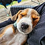 Athèna participe au concours pour gagner de l'argent avec cette photo : puppy, sleeping, dog, nose, fur, whiskers, outdoor, wooden_deck, clothing, fabric, close_up, relaxation, pet, cute, animal, blurred_background, rest, nap, young_dog, domestic_animal