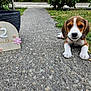 puppy, dog, beagle, concrete_path, grass, outdoor, flower_decor, sign, young_animal, pet, collar, cute, small, nature, garden, animal, paw, ears, face, lying_down