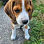 puppy, beagle, dog, close_up, outdoor, grass, concrete, pet, animal, young, cute, ears, whiskers, brown, white, black_nose, collar, paws, fur, nature