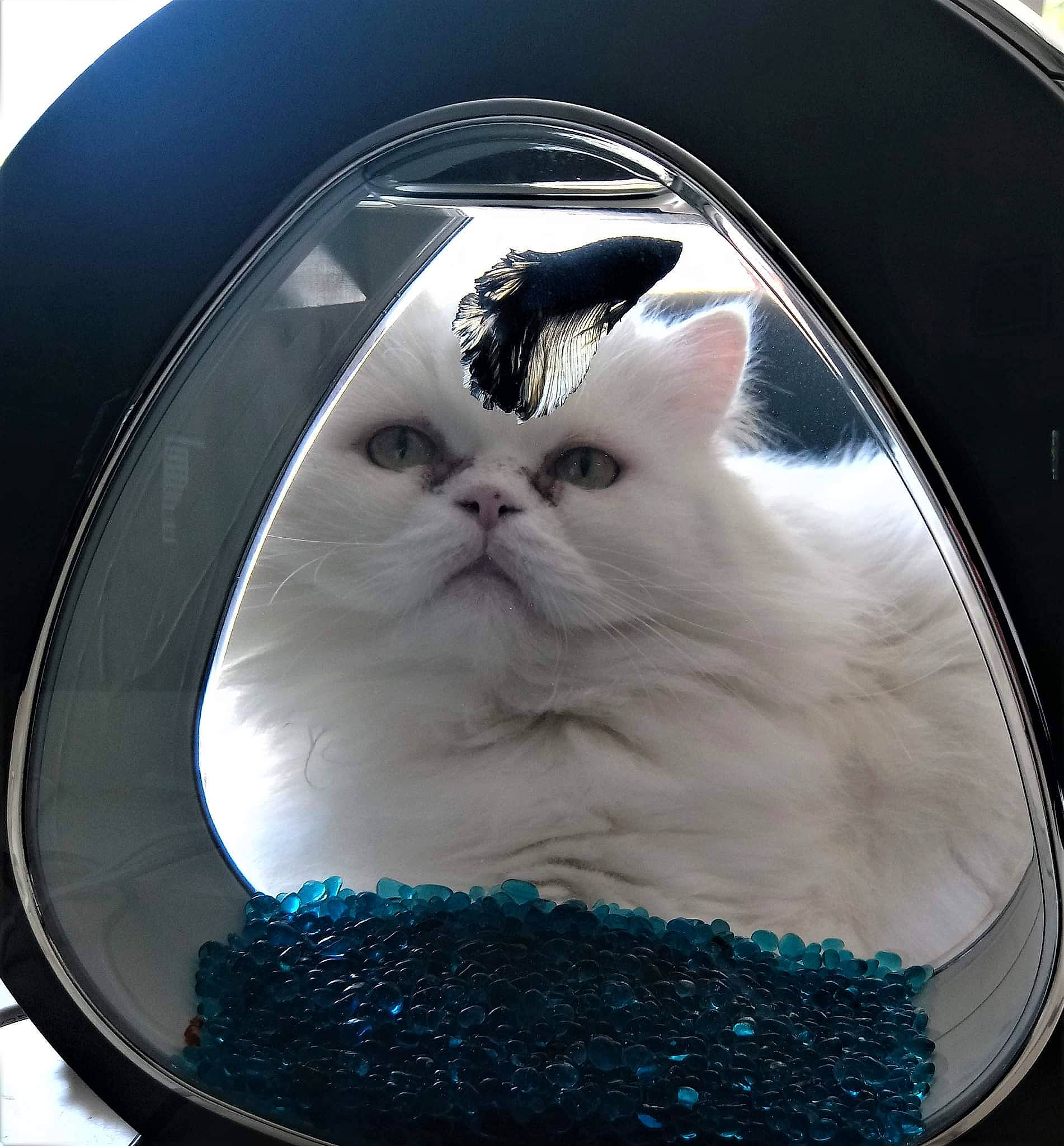 Hercule participe au concours pour gagner de l'argent avec cette photo : box, carnivore, cat, cat_supply, circle, comfort, electric_blue, felidae, fur, glass, rim, small_to_medium_sized_cats, snout, terrestrial_animal, whiskers