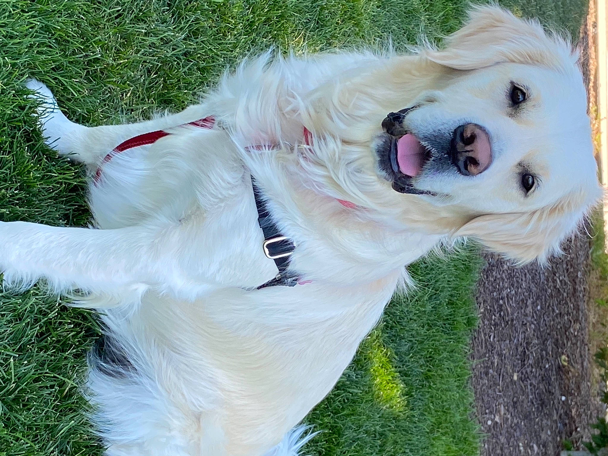 Poppy joined the competition — help win amazing prizes! canidae, carnivore, collar, companion_dog, dog, dog_breed, dog_collar, dog_supply, fur, grass, grass_family, hunting_dog, mammal, pet_supply, retriever, snout, sporting_group, vertebrate, whiskers, working_animal