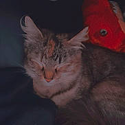 Pumpkin joined the competition — help win amazing prizes! cat, tabby, sleeping_cat, pet, feline, whiskers, closed_eyes, fur, cozy, blanket, plush_toy, stuffed_animal, red_plush, indoor, nighttime, portrait, closeup, relaxed, bedtime, companion