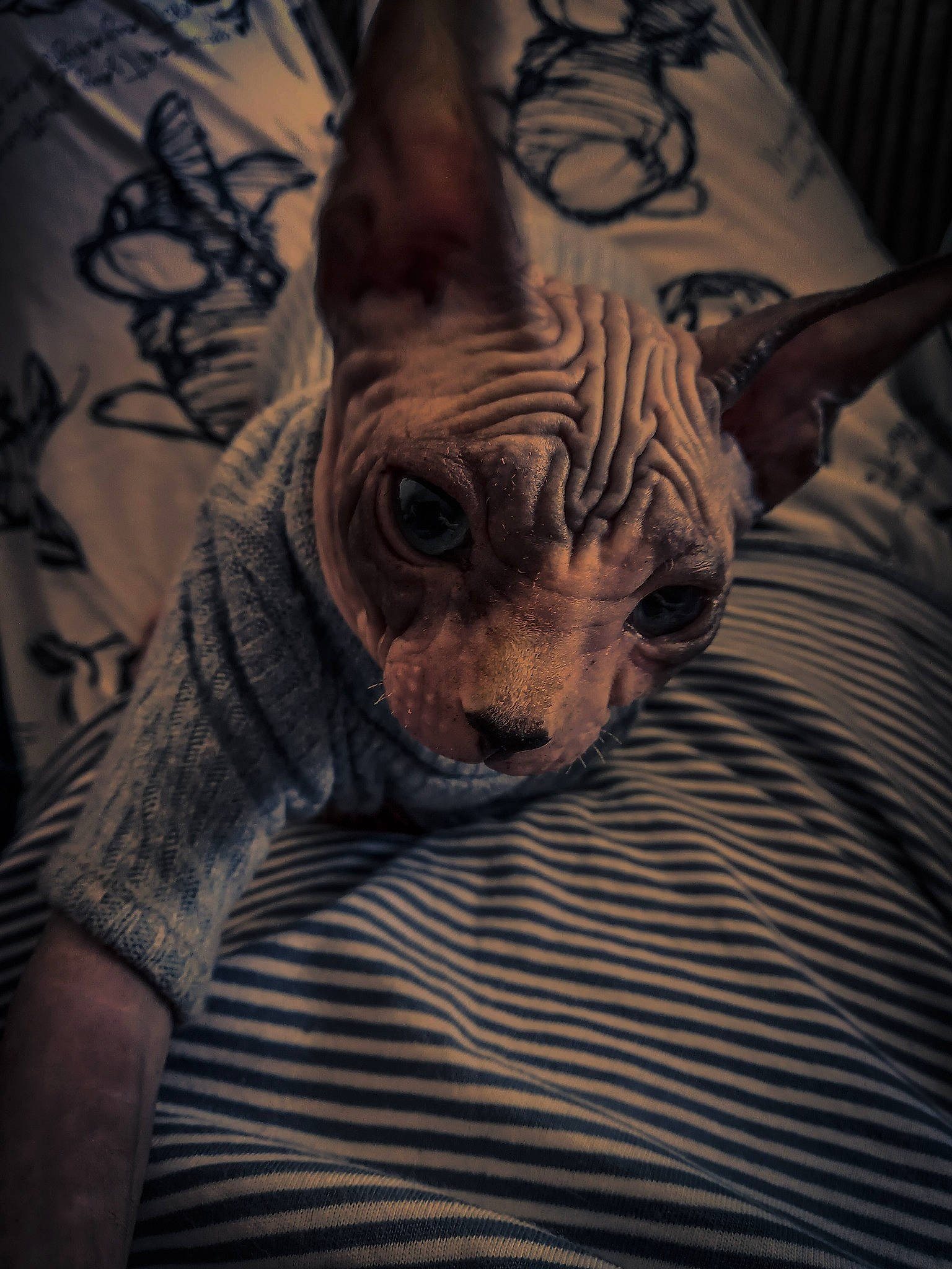 Sullivan is registered to the contest to win money with this photo: canidae, carnivore, companion_dog, darkness, dog, dog_breed, fawn, felidae, fur, human_leg, linens, pattern, sleeve, snout, sporting_group, tattoo, temporary_tattoo, terrestrial_animal, toy_dog, whiskers