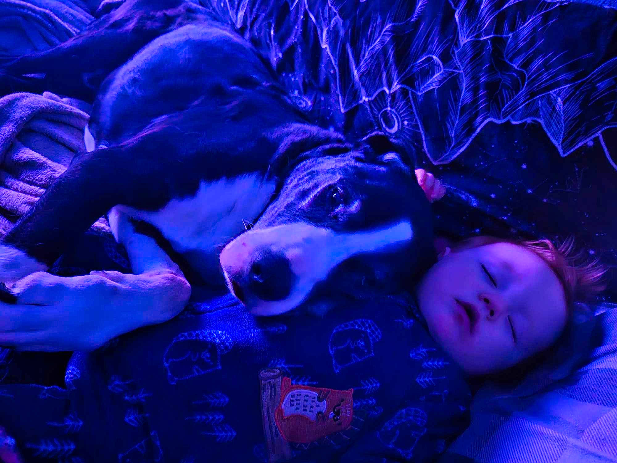 Hunter joined the competition — help win amazing prizes! blue, companion_dog, darkness, electric_blue, event, flash_photography, fun, fur, magenta, night, person, plant, purple, toddler, toy, tree, violet