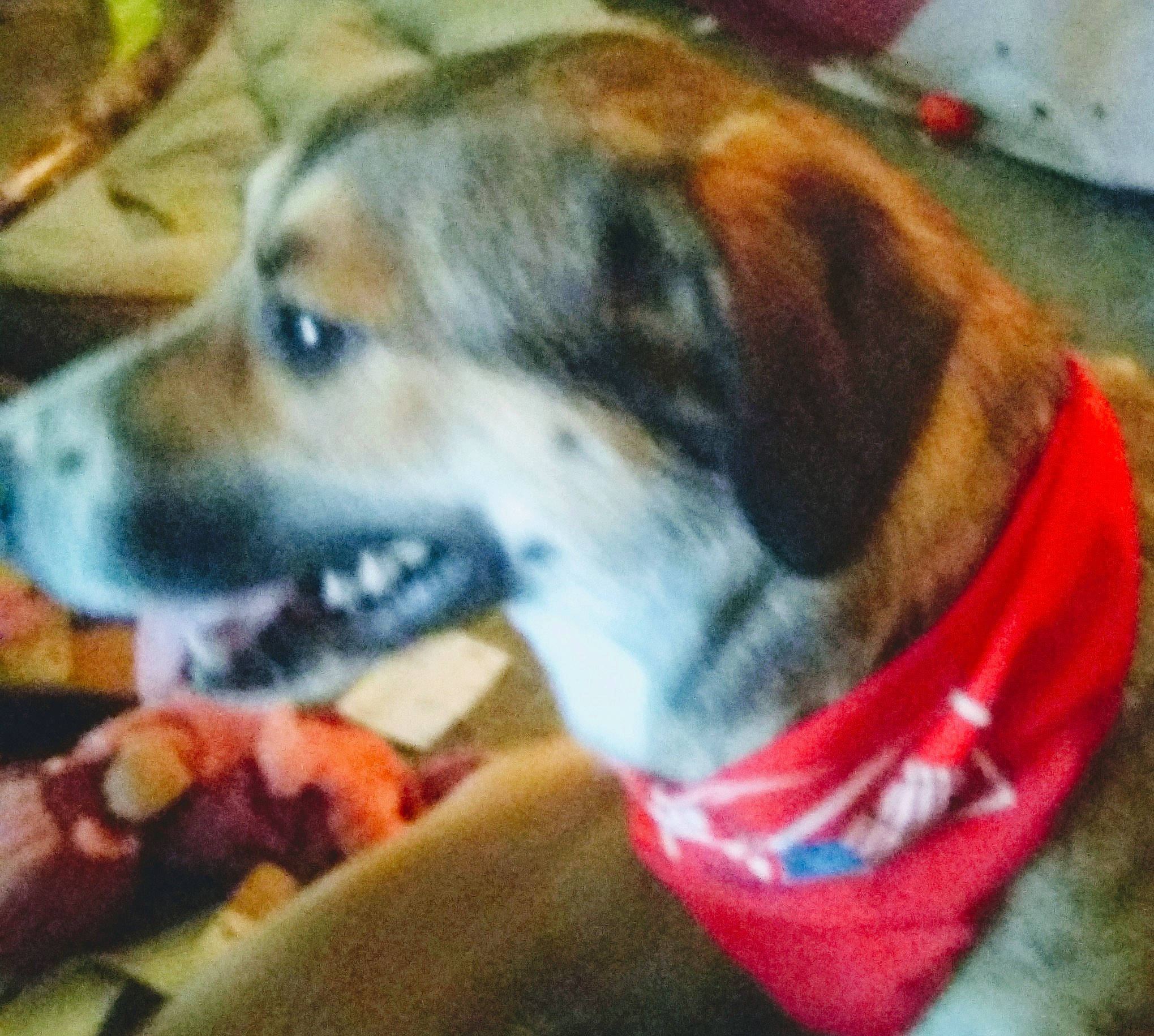 Pearly is registered to the contest to win money with this photo: canidae, carnivore, companion_dog, dog, dog_breed, fawn, harrier, mammal, puppy, puppy_love, snout, sporting_group