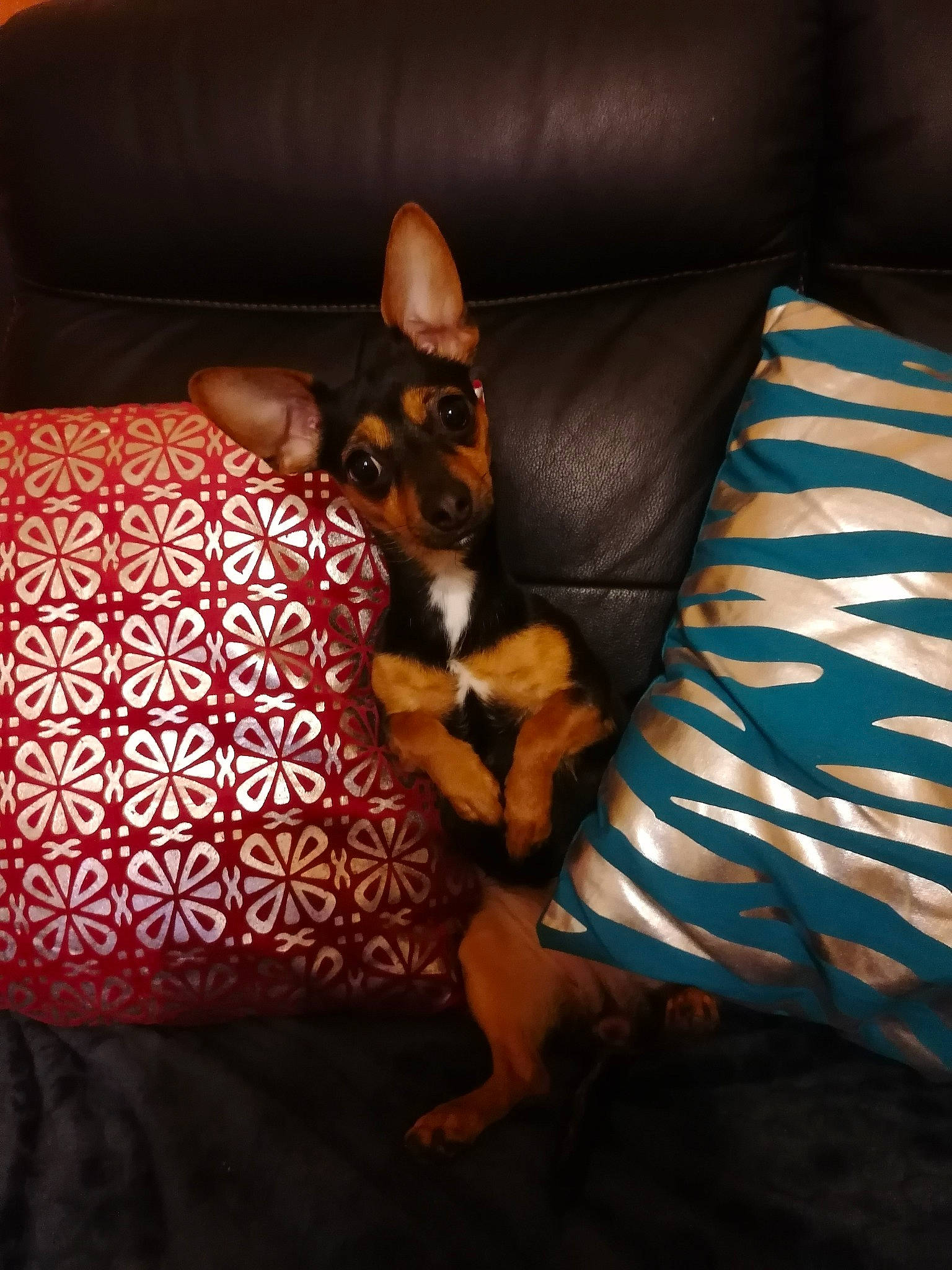 Mina participe au concours pour gagner de l'argent avec cette photo : canidae, carnivore, cat, couch, dog, dog_breed, fawn, felidae, fur, furniture, linens, mammal, miniature_pinscher, prazsky_krysarik, puppy, rat_terrier, russkiy_toy, small_to_medium_sized_cats, toy_dog, whiskers