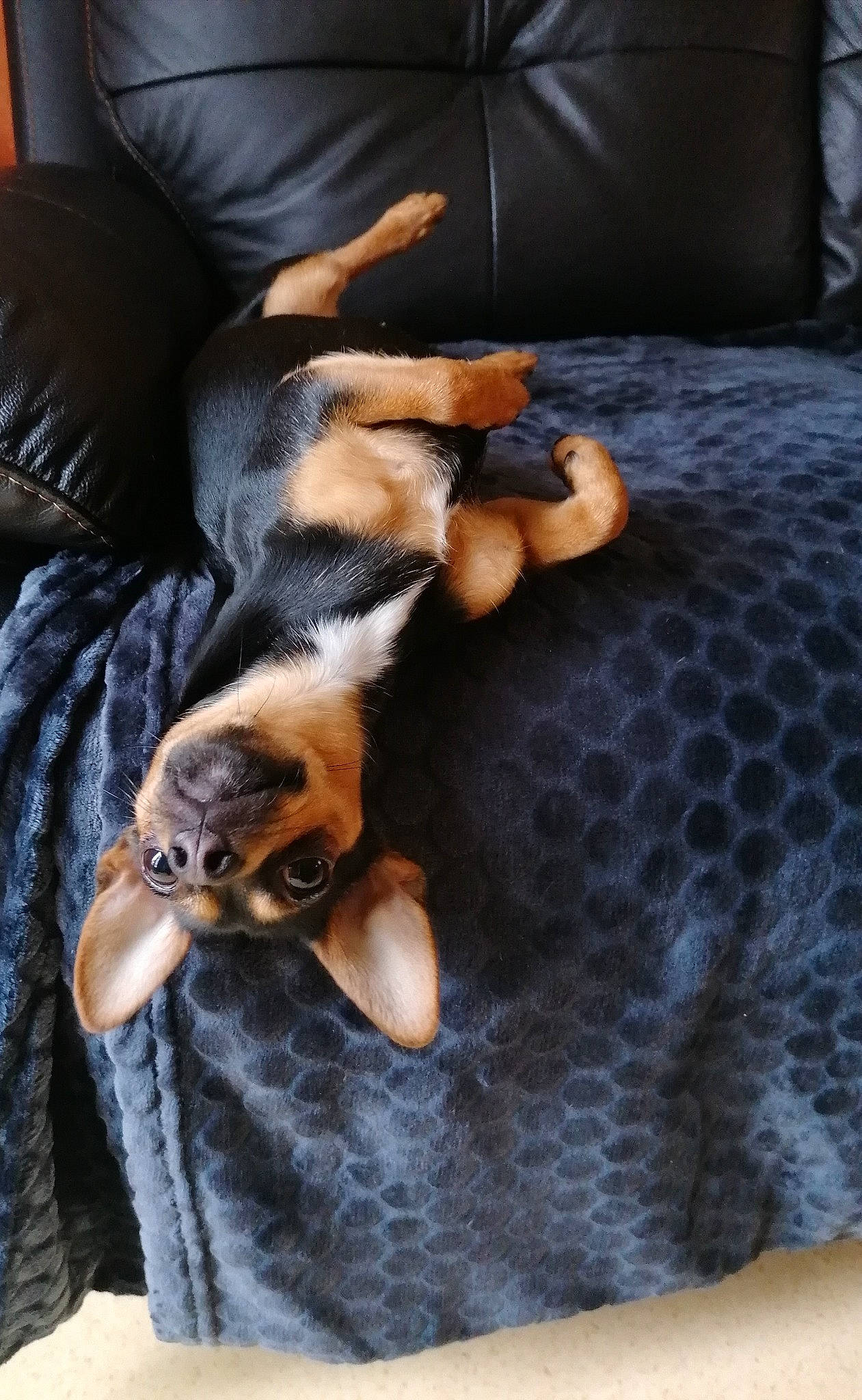 Mina participe au concours pour gagner de l'argent avec cette photo : canidae, carnivore, cat, claw, dog, dog_breed, fawn, fur, mammal, miniature_pinscher, paw, puppy, whiskers