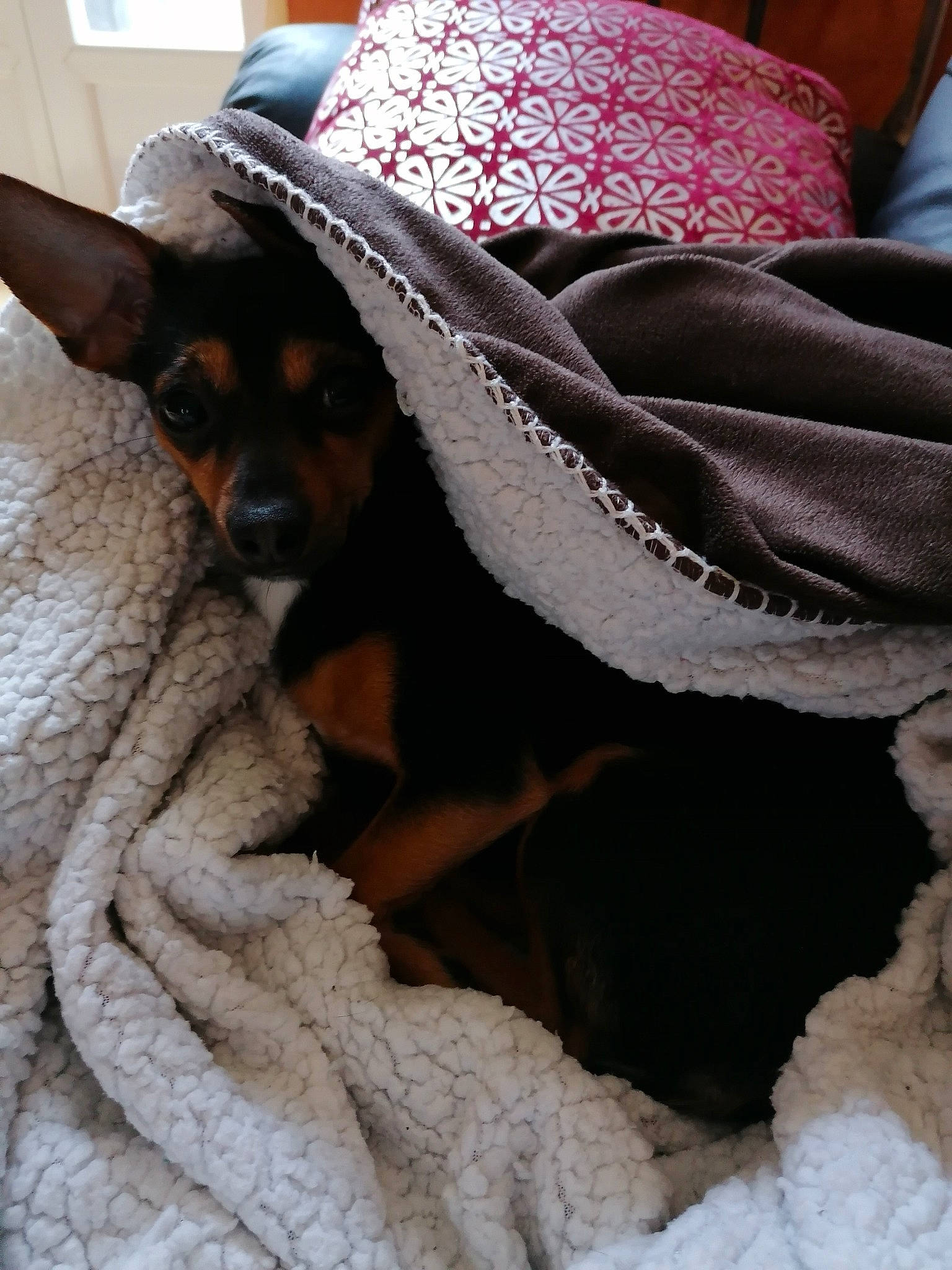 Mina a rejoint le concours — aidez-le/la à gagner de superbes lots ! blanket, canidae, carnivore, companion_dog, dog, dog_breed, fawn, fur, german_pinscher, linens, miniature_pinscher, paw, pinscher, prazsky_krysarik, puppy, rat_terrier, russkiy_toy, snout, toy_dog, toy_fox_terrier