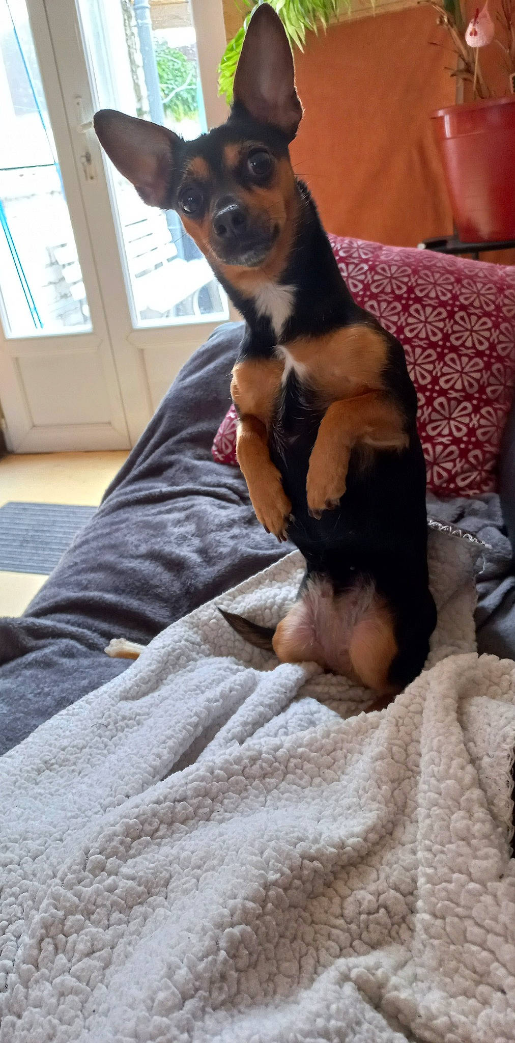 Mina a rejoint le concours — aidez-le/la à gagner de superbes lots ! canidae, carnivore, comfort, companion_dog, dog, dog_breed, ear, fawn, fur, paw, pinscher, prazsky_krysarik, russkiy_toy, snout, sporting_group, terrestrial_animal, toy_dog, whiskers, window, working_animal