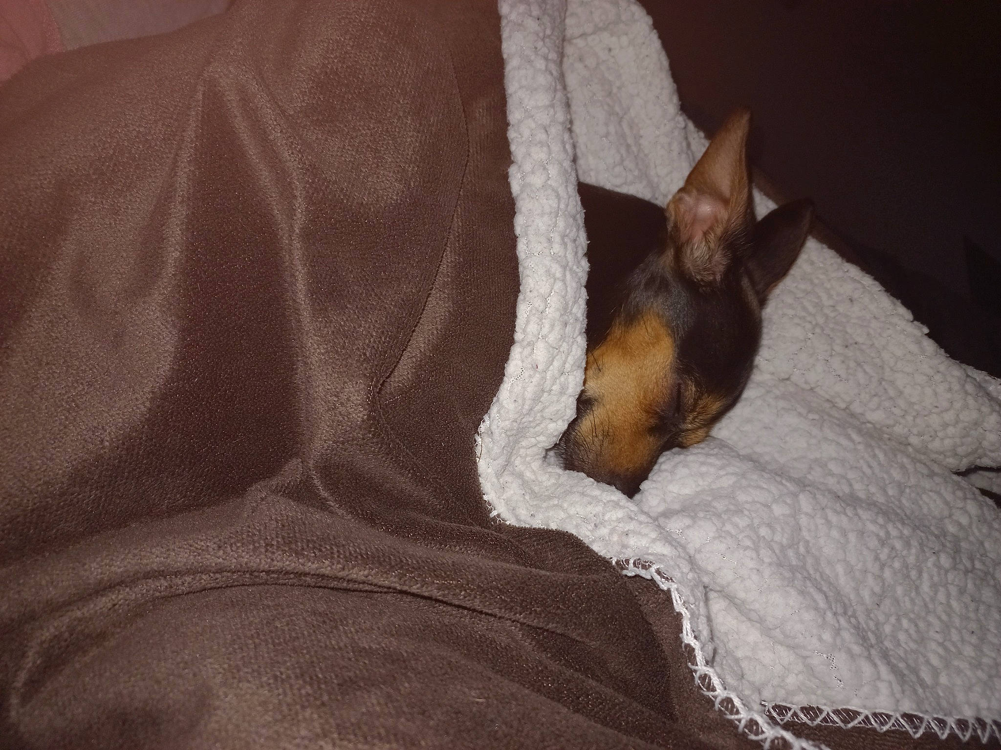 Mina participe au concours pour gagner de l'argent avec cette photo : brown, carnivore, comfort, companion_dog, dog, dog_bed, dog_breed, dog_supply, fawn, felidae, fur, linens, nap, paw, snout, sporting_group, terrestrial_animal, toy_dog, whiskers, working_animal