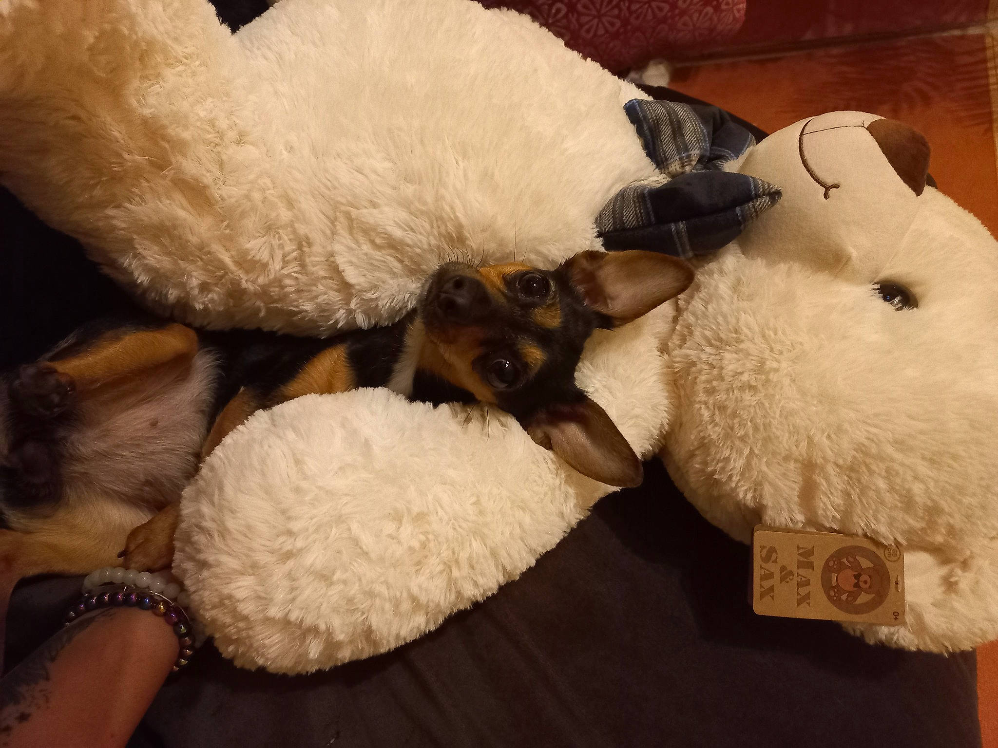 Mina a rejoint le concours — aidez-le/la à gagner de superbes lots ! canidae, carnivore, comfort, companion_dog, dog_breed, duck, fawn, felidae, fur, linens, nap, room, small_to_medium_sized_cats, snout, sporting_group, stuffed_toy, tail, toy, whiskers, wool