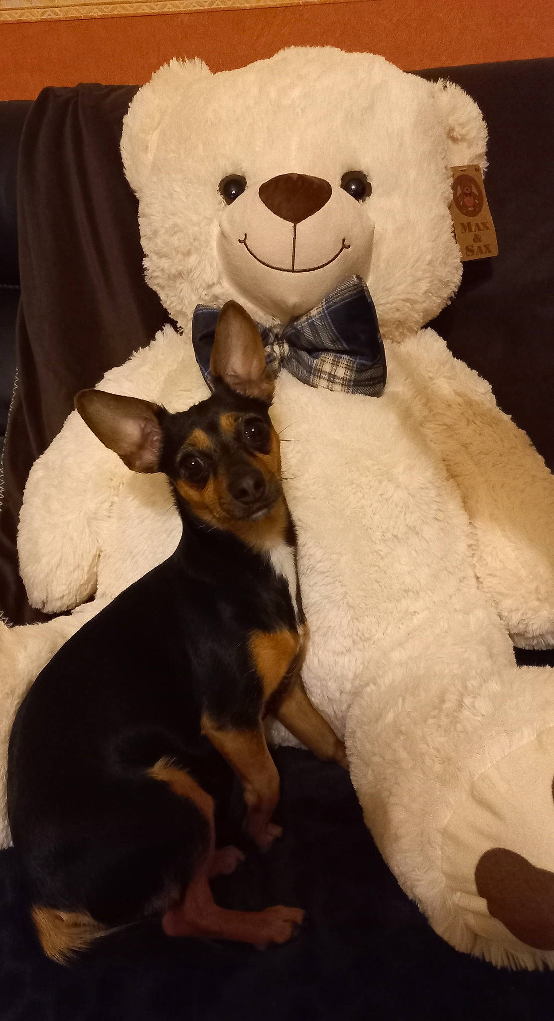 Mina a rejoint le concours — aidez-le/la à gagner de superbes lots ! black, carnivore, comfort, companion_dog, dog, dog_breed, ear, fawn, head, mammal, panda, snout, stuffed_toy, terrestrial_animal, toy, toy_dog, vertebrate, whiskers, white, working_animal