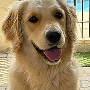Vanille a rejoint le concours — aidez-le/la à gagner de superbes lots ! dog, golden_retriever, pet, animal, canine, tongue_out, fluffy, happy, portrait, close_up, outdoor, fur, face, ears, friendly, smiling, domestic_animal, cute, looking_at_camera, nature