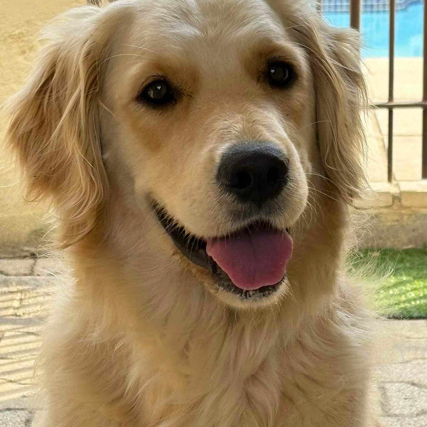 Vanille a rejoint le concours — aidez-le/la à gagner de superbes lots ! animal, canine, close_up, cute, dog, domestic_animal, ears, face, fluffy, friendly, fur, golden_retriever, happy, looking_at_camera, nature, outdoor, pet, portrait, smiling, tongue_out