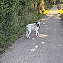Oxo participe au concours pour gagner de l'argent avec cette photo : animal, canine, collar, dog, grass, greenery, leaves, looking_back, nature, outdoor, path, pet, road, rural, shadow, summer, sunlight, trees, walking, white_dog